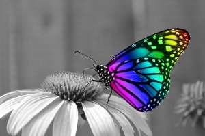 butterfly-286280_640
